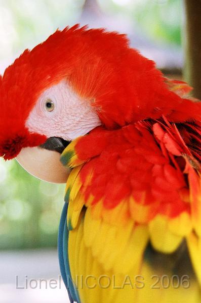 80480024.JPG - BATUBALAN: le parc aux oiseaux
