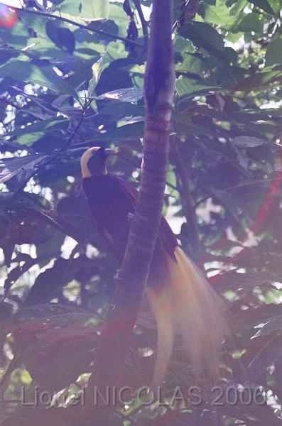 80480026.JPG - BATUBALAN: le parc aux oiseaux. Un oiseau du paradis.