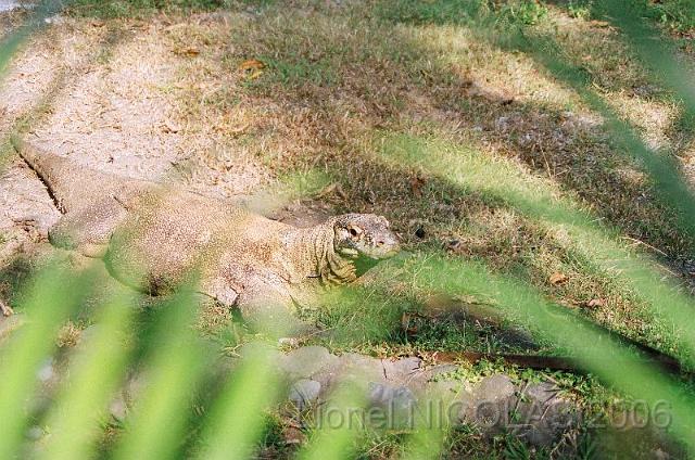 80490010.JPG - La ferme aux crocodiles: le dragon de Komodo