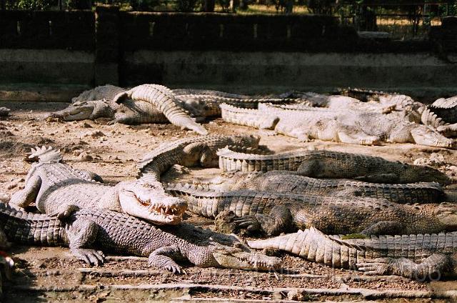 80490011.JPG - La ferme aux crocodiles: la sieste