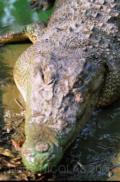 80490012.JPG - La ferme aux crocodiles: la sieste