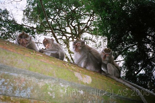 80490020.JPG - UBUD: La "monkey forest"