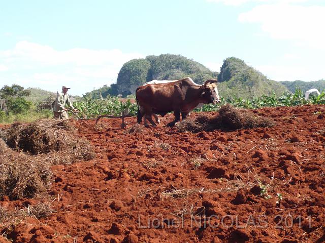 P1040123.JPG - Vinales: Le travail de la terre