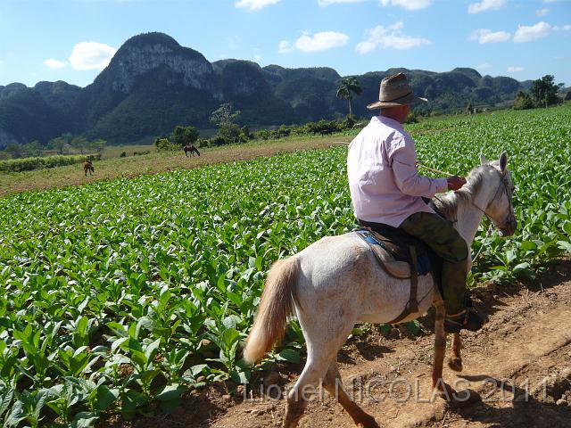 P1040129.JPG - Vinales: Promenade à cheval