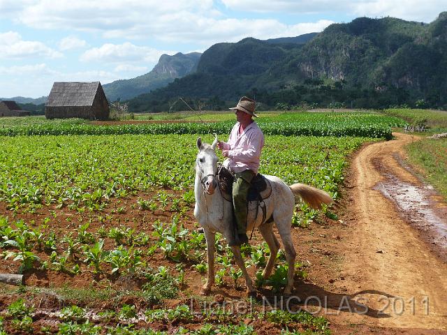 P1040159.JPG - Vinales: notre guide à cheval