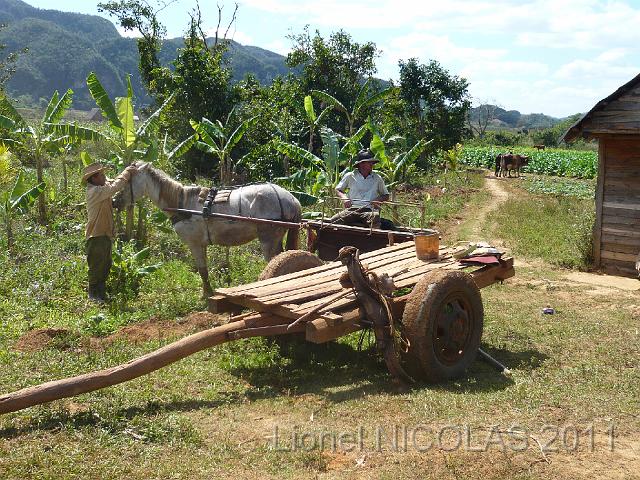 P1040178.JPG - Vinales: des paysans