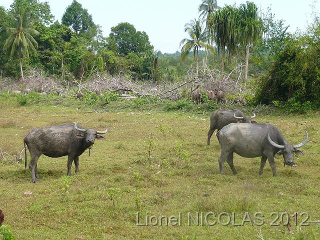 P1050359.JPG - Langkawi: Des buffles d'eau