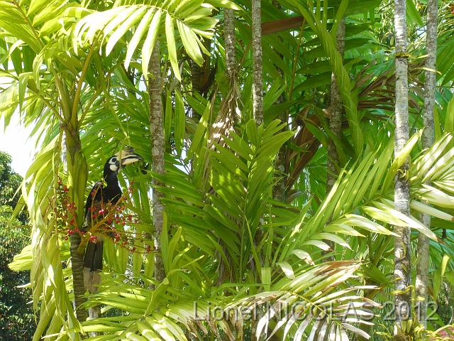 P1050393.JPG - Langkawi: Les toucans de l'hotel