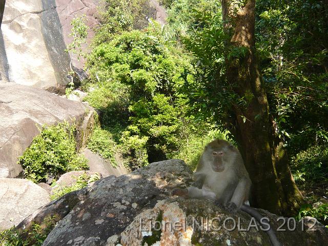 P1050397.JPG - Langkawi: Un macaque aux chutes d'eau