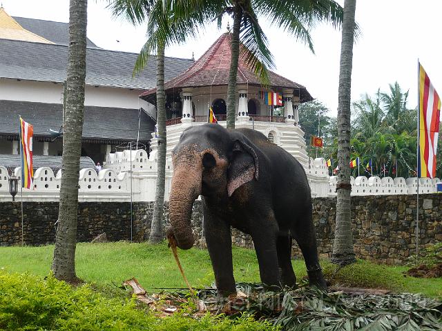 P1010303.JPG - KANDY: Temple de la dent. Un éléphant se repose.