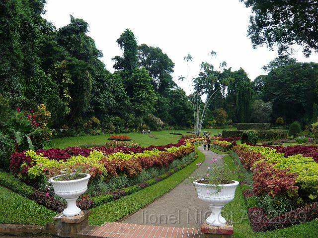 P1010362.JPG - KANDY: Jardin de Peredenya