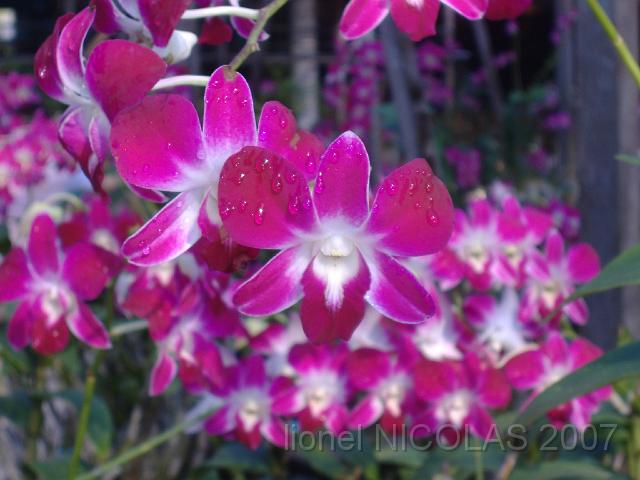 DSCF1325.JPG - Orchidée