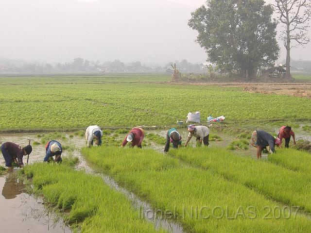 DSCF1452.JPG - MAE CHANG: Travail dans les rizières