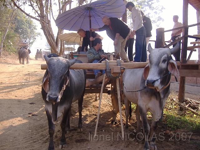 DSCF1528.JPG - CHIANG MAI: le camp d'entrainement des éléphants
