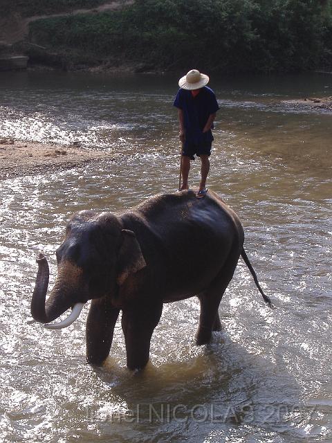 DSCF1550.JPG - CHIANG MAI: le camp d'entrainement des éléphants