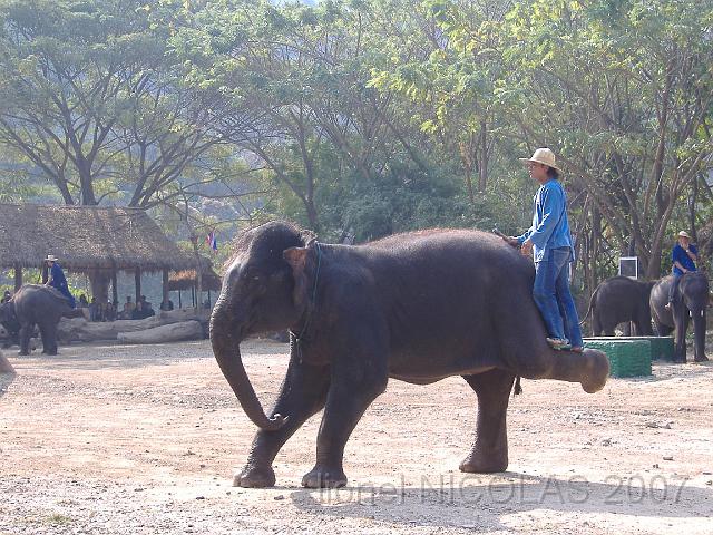 DSCF1557.JPG - CHIANG MAI: le camp d'entrainement des éléphants