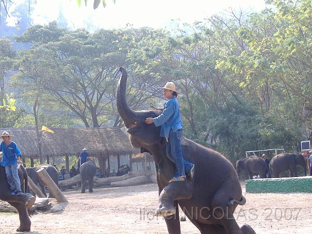 DSCF1558.JPG - CHIANG MAI: le camp d'entrainement des éléphants