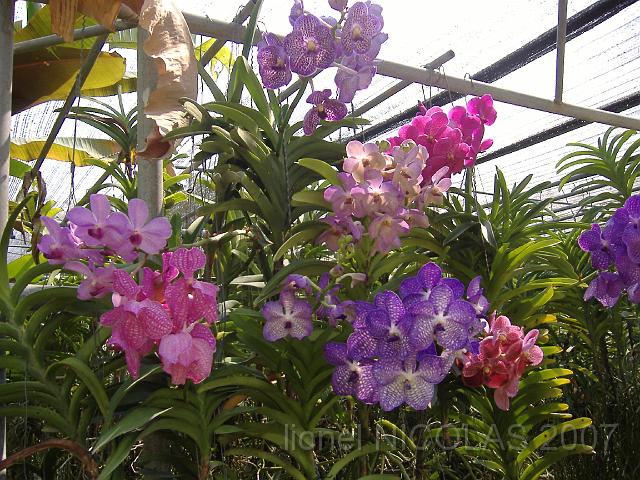 DSCF1597.JPG - CHIANG MAI: la ferme aux orchidées