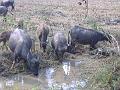 DSCF1467