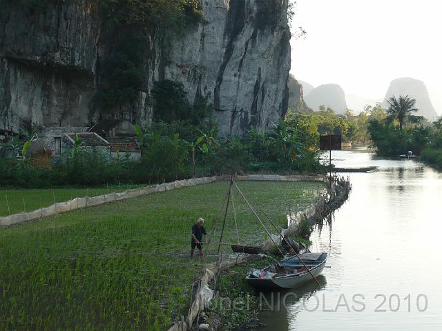 P1020525.JPG - Tam Coc: Rizière à proximité de la pagode de Jade